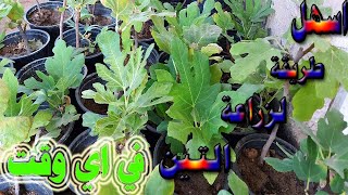 طريقة خرافية لزراعة التين من العقل في اي وقت في المناطق الحارة , fig fruit