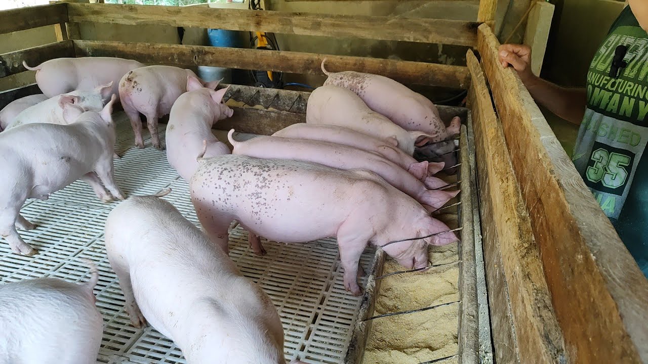 UM DOS MAIORES CRIADOR DE PORCOS para ENGORDA DO INTERIOR DE MG