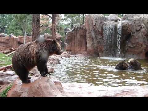 USA - Ours Zoo de Bearizona