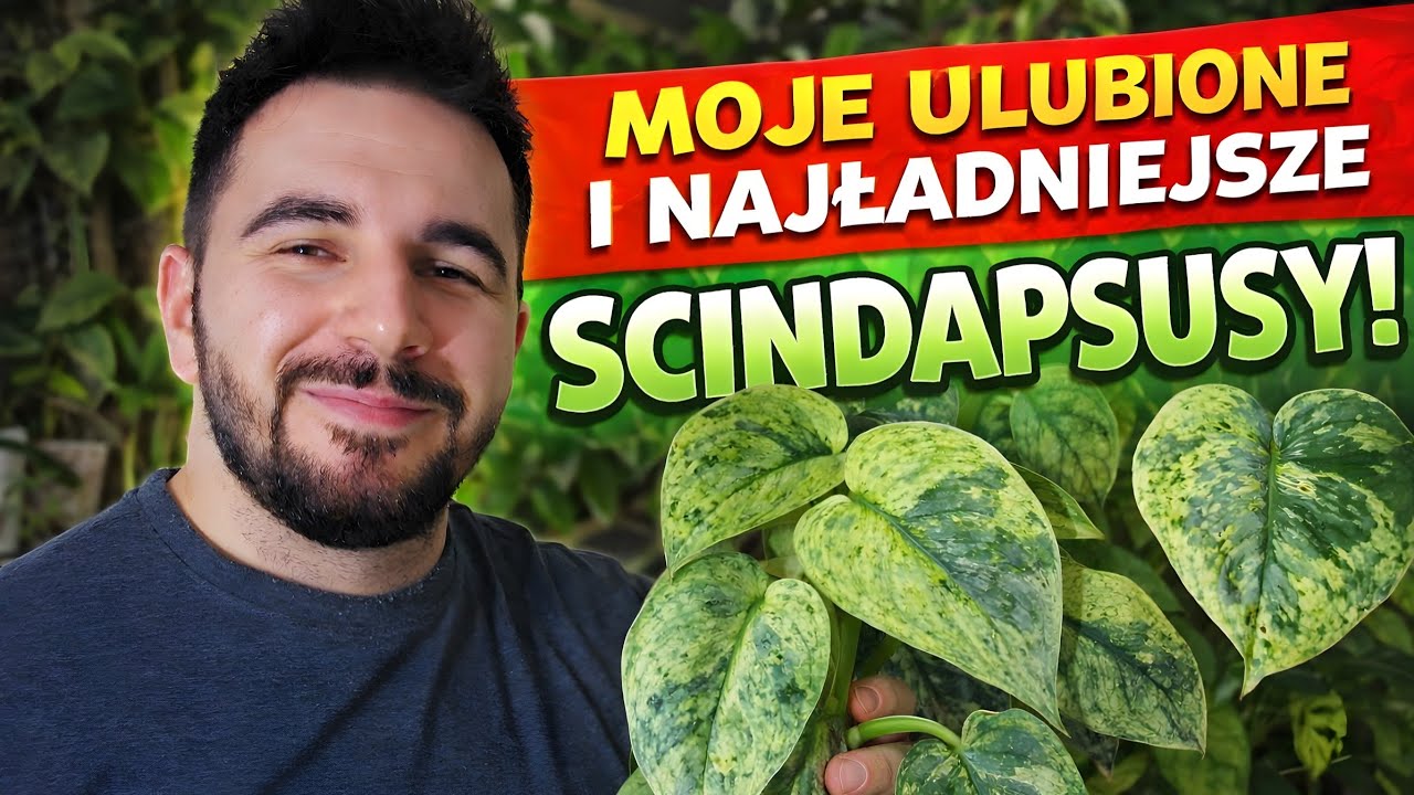 SCINDAPSUSY/ MOJE ULUBIONE I TE NAJPIĘKNIEJSZE 🌿 TOP 10 💚