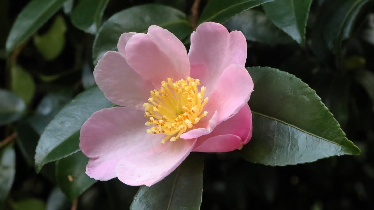 Mount Edgcumbe October 2023