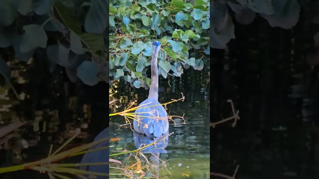 😍🥰 USA 🇺🇸 Washington State