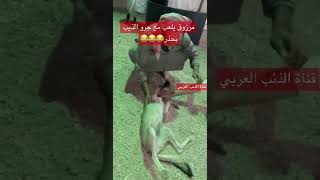 مرزوق يلعب مع جرو الذيب بحذر ههههه