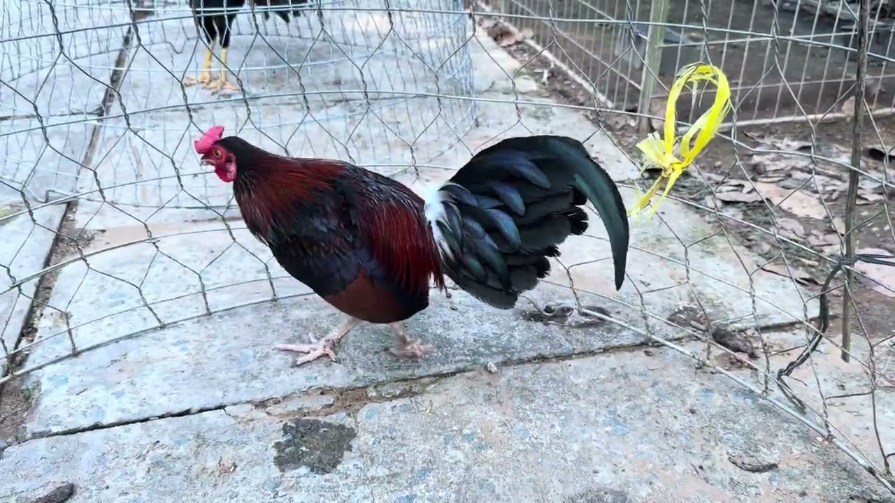 TUẤN GÀ NỒI TRE 0️⃣9️⃣6️⃣8️⃣6️⃣6️⃣2️⃣7️⃣0️⃣0️⃣