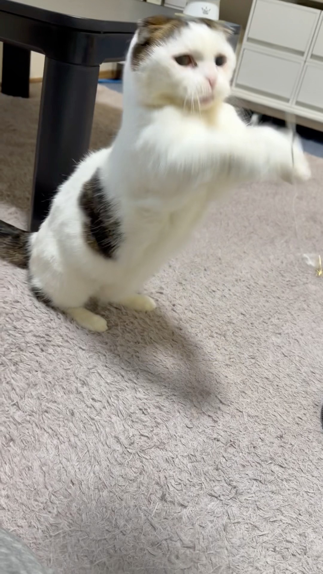 触ったら最後😹⚠️即猫パンチ炸裂DON'T TOUCH 😹 Cat Punch #shorts
