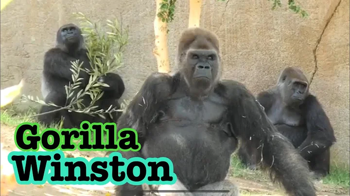 撮影に応じるウィンストン家族💛💙　ゴリラ　Gorilla Winston family is famous 😃💚🦍
