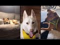 Playing This Sound To See How Your dog Reacts - Tiktok Compilation -Dog Reacts To Sound