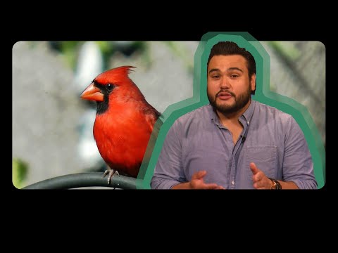 فيديو: Tomato Cardinal: الخصائص ، ووصف الصنف ، وخصائص الزراعة والرعاية