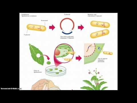 Video: Hvad afvikler DNA i proteinsyntesen?