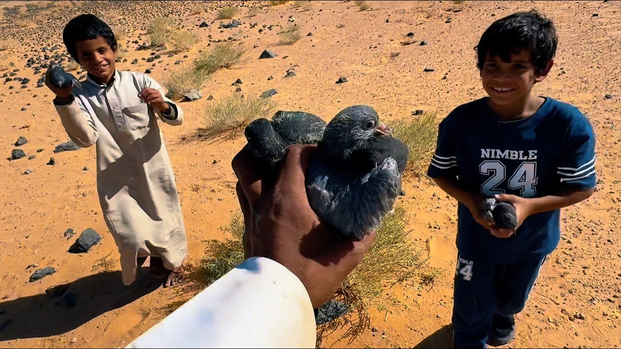 حصلنا حمام بري🕊️🕊️🕊️🕊️. فيديو رهيييب لا يفوتكم😍👍