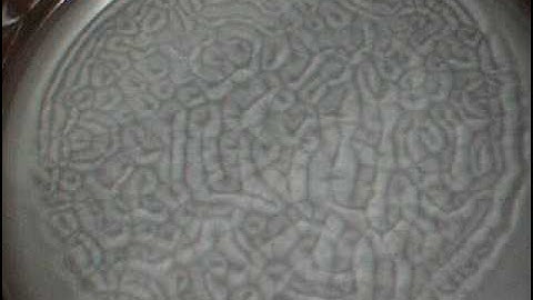 Flow visualization of Benard-Marangoni convection