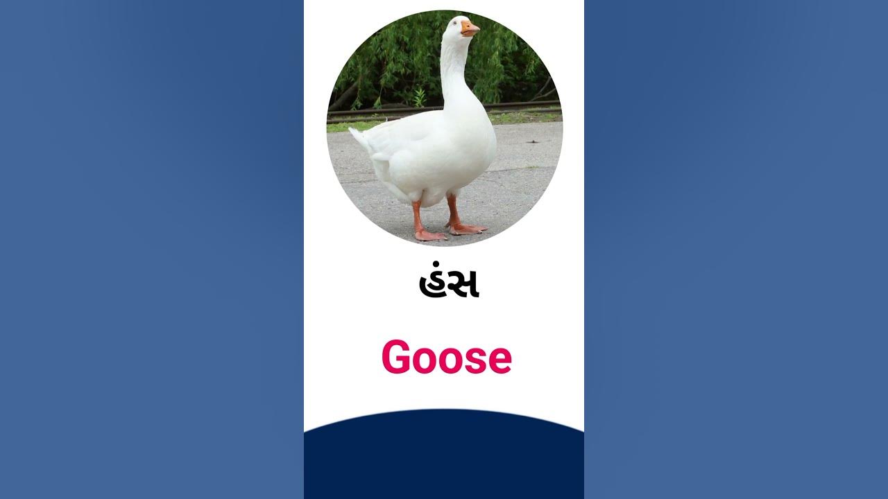 Goose Meaning In Gujarati English Dictionary YouTube goose-meaning-in-gujarati-english-dictionary-youtube