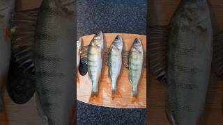 Perch Fishing Day angler fishing pcheur adventure perch perche pche