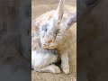 Кролик - Арлекин                        #дикаяприрода #животные #звери