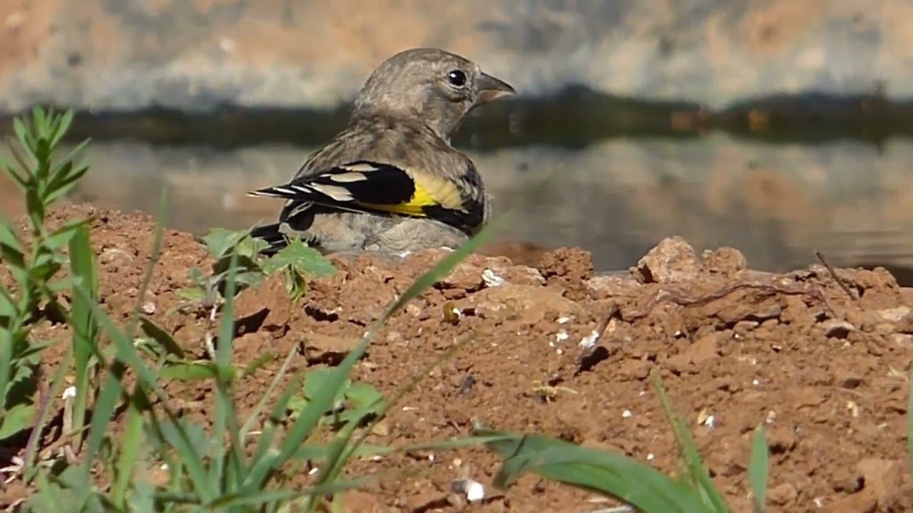 Aguardo  en Villa Beatriz Jilgueros  2º 25-5-2024.