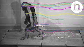 Walking with chimps