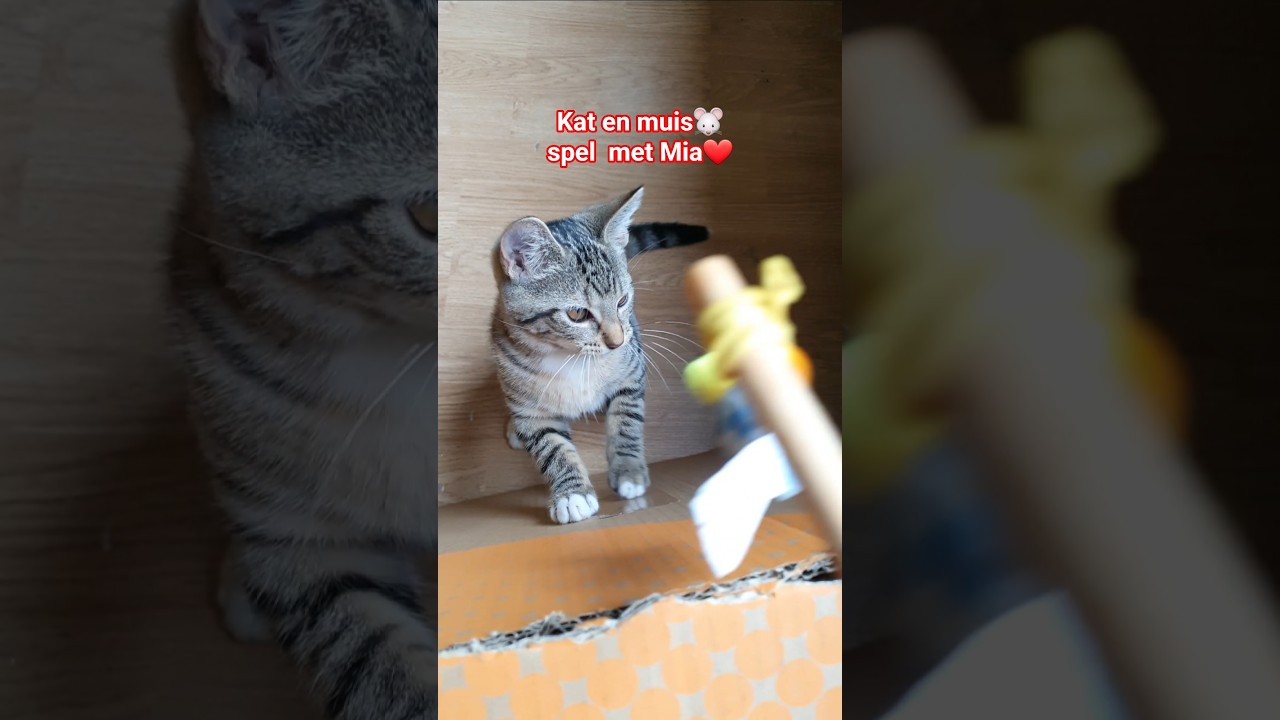 Kat en muis 🐭 spel. Jaag spelletje met Mia ❤️🐈.Katten zijn van nature jagers 🐅🐭 