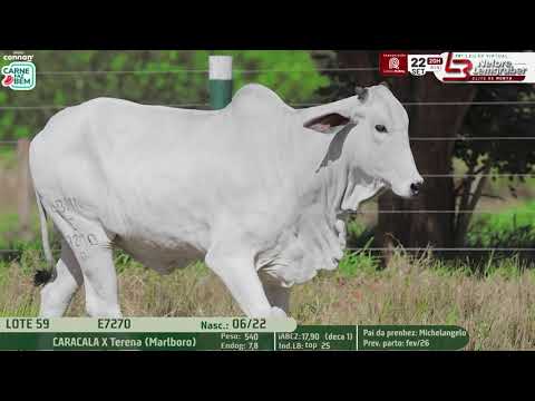 LOTE 59   E 7270