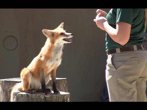 We Know What The Fox Says | Busch Gardens Williamsburg, VA