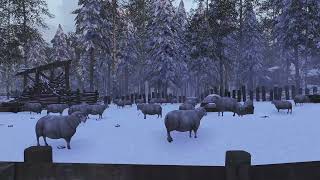 Animalistic - Sheep Sound - Cows & Birds Heard Occionally In Background