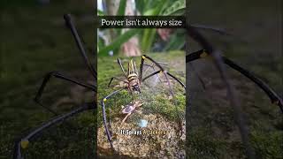 Animals With Insane Abilities — This Bug Built Its Own Weapon 😳 Designed Wrong #19 #animalfacts