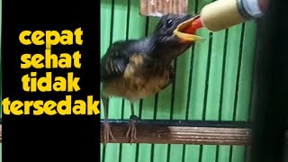 How to Feed Murai Batu Chicks with Spet