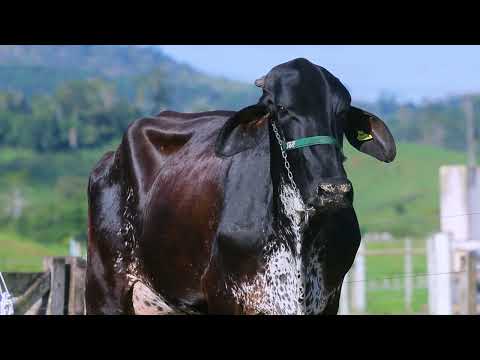 LOTE 18 - JBF0458