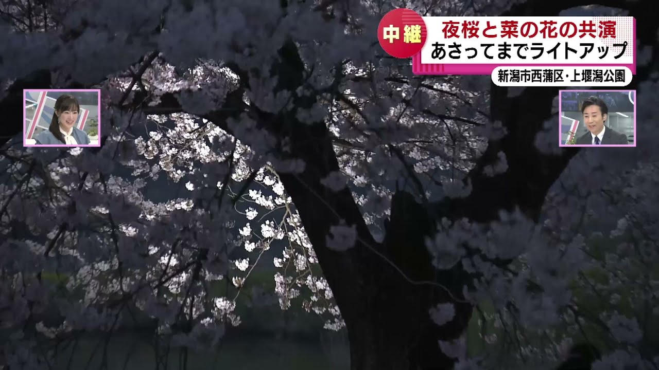 中継】ピンクの桜と黄色い菜の花の共演 新潟市・上堰潟公園でライト