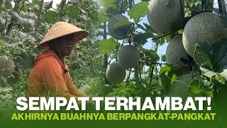 TRIK MENGUNTUNGKAN DALAM BERTANI MELON || TUMPANGSARI MELON DELON 65 DENGAN CABAI