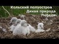 /ЗА/Кольский полуостров Дикая природа Лебеди