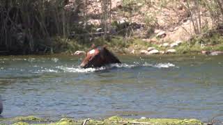 Wild Horses Entering/Feeding in Salt River - Mark Storto Nature Clips