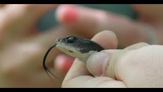 Danger Noodle Snake Strikes at Me! Is it Venomous? (Southern Black Racer Snake)