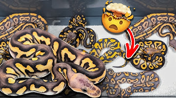 We Got Lucky Hatching These Snakes!