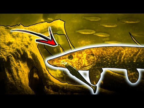 Fishing Pike In