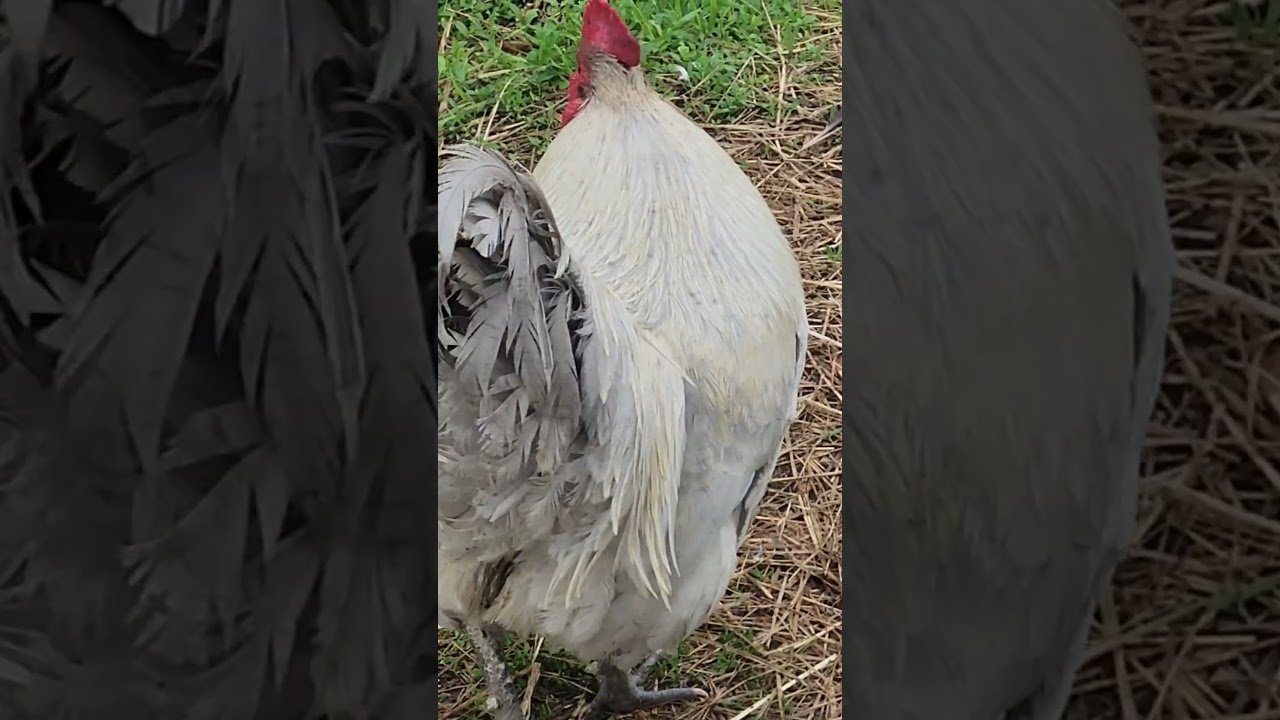 Who is making that silly noise? #shorts