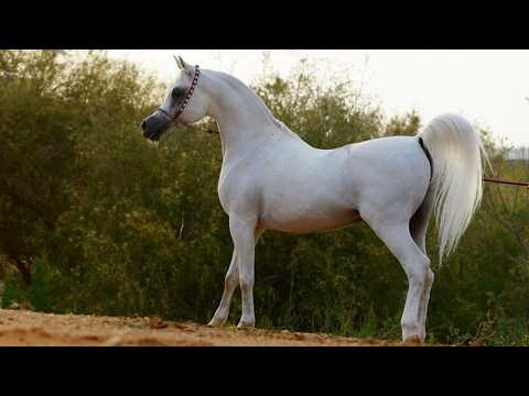 الحصان العربي المصري الأصيل الفحل الراحل الأسطورة المصري العديد الشقب    