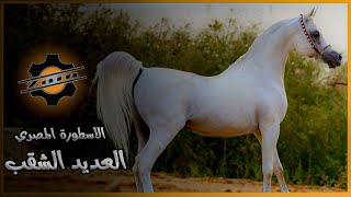 الحصان العربي المصري الأصيل | الفحل الراحل الأسطورة المصري العديد الشقب | Al Adeed Al Shaqab