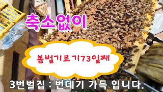 2022년 봄벌기르기 73일째 용인백암, 꿀벌들은 얼마나 늘었을까요? 아까시 숙성꿀을 기다리며...