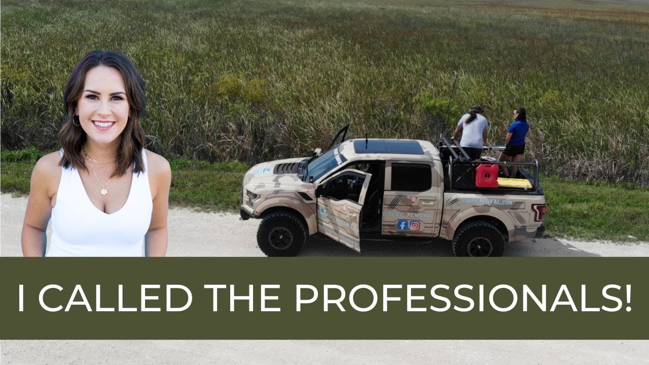 We Found A HUGE Burmese Python In The Florida Everglades