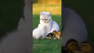 The Cat Mom Who Protects Both Kittens and Their Playful Adventures #CatCare #KittenLove #PetSafety
