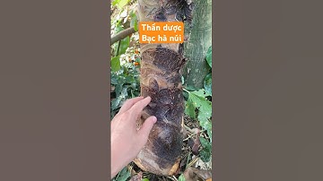 Thần dược bạc hà núi công dụng ít ai ngờ #bachanui #curay