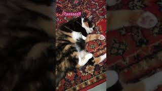 Ленивая гимнастика… 🙃😴😉 #shorts #кошкафеня #юмор #cat