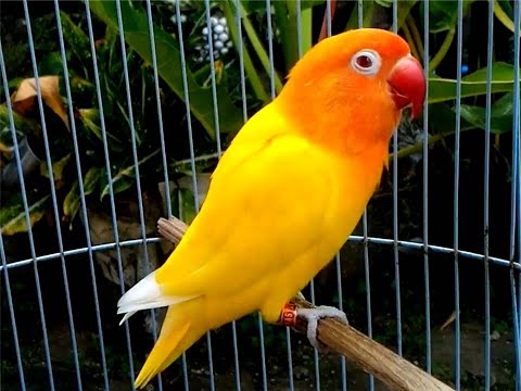 Burung Lovebird  Lutino Mata Merah MM YouTube
