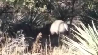 Coues Whitetail