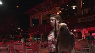 Chica LeBurr Crabs Pensacola Beach Florida