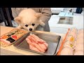 とんぺい焼きしながら雑談🐶