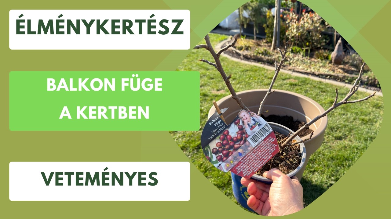 Balkon füge és cserepes gyümölcstermők a kertben🏡