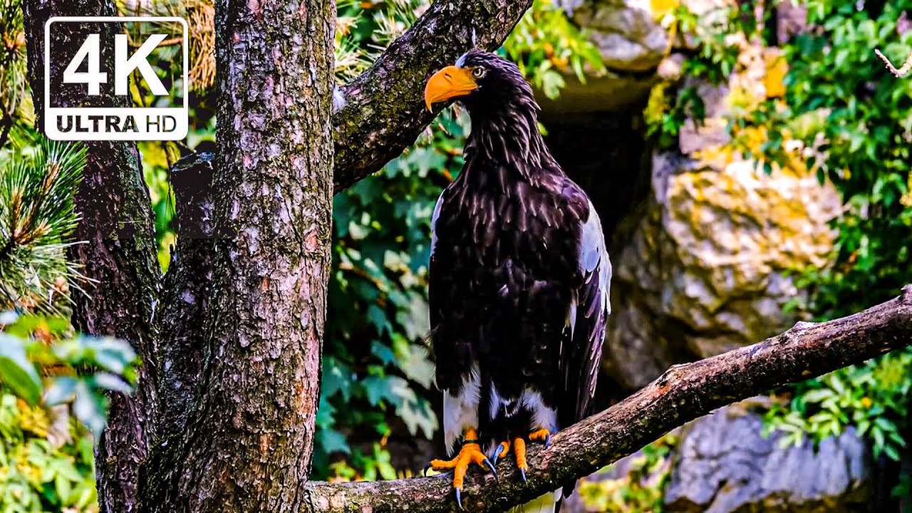 Discover the Mesmerizing Plumage of Exotic Birds 🦜 I viewpeak