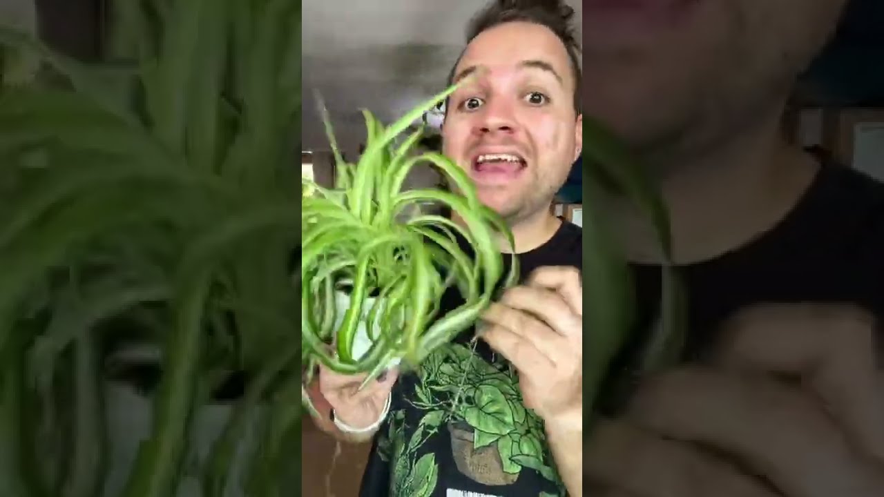 Let S Talk About How To Care For A Spider Plant Indoorplants Houseplants Plantcare Spiderplant
