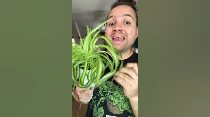 Let’s talk about how to care for a spider plant. #indoorplants #houseplants #plantcare #spiderplant